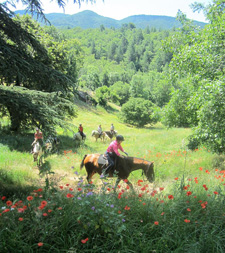 France-Provence-Provence Lavender Road